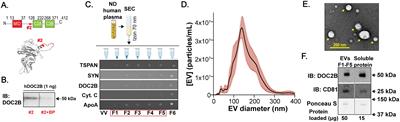 Pancreatic β-cells package double C2-like domain beta protein into extracellular vesicles via tandem C2 domains